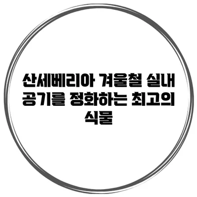 산세베리아: 겨울철 실내 공기를 정화하는 최고의 식물