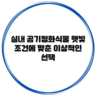 실내 공기정화식물: 햇빛 조건에 맞춘 이상적인 선택